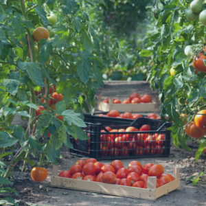 Une entreprise familiale Française, leader en Europe, et premier producteur de fruits de la zone Afrique-Caraïbe-Pacifique, spécialisée dans la production, le transport et la distribution de fruits et légumes, a boosté son chiffre d'affaire avec la plateforme Anaplan et grâce à l'expertise de Business At Work